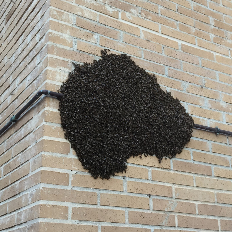 Control de plagas en apicultura